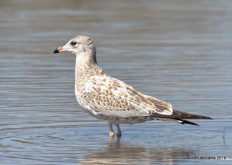 Ring-billed Gull, Wagoner Co, OK, 7-24-19, Jpa_40018.jpg