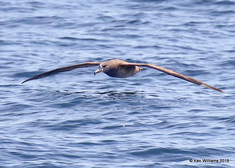 Black-footed Albatross, Monterey, CA, 3-24-19, Jpa_91862.jpg