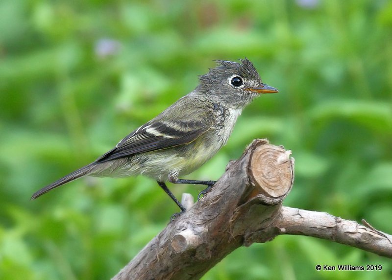 Least Flycatcher, Rogers Co yard, OK, 9-15-19, Jpa_40826.jpg