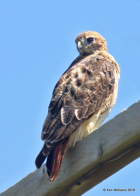 Red-tailed Hawk, Tall Grass Prairie, OK, 8-28-19, Jpa_40717.jpg