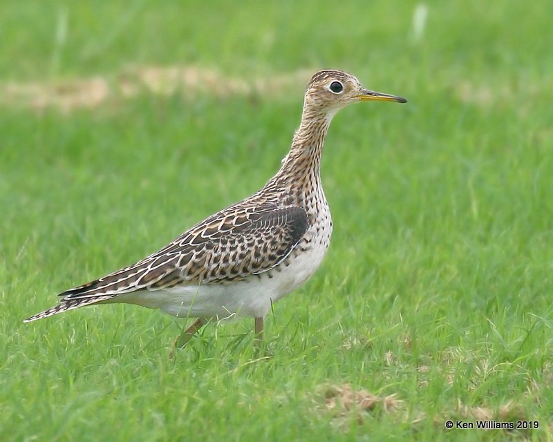 Upland Sandpiper juvenile, Wagoner Co, OK, 9-13-19, Jpa_41165.jpg