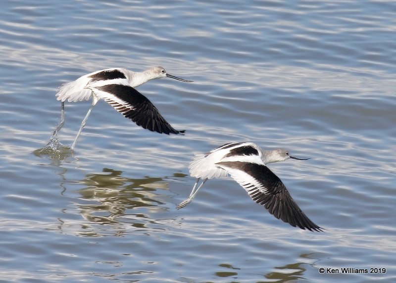 American Avocet nonbreeding plumage, Great Salt Lake, UT, 9-30-19, Jpa_06460.jpg