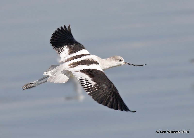 American Avocet nonbreeding plumage, Great Salt Lake, UT, 9-30-19, Jpa_06574.jpg