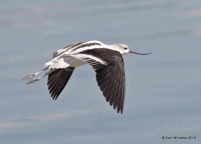 American Avocet nonbreeding plumage, Great Salt Lake, UT, 9-30-19, Jpa_06576.jpg