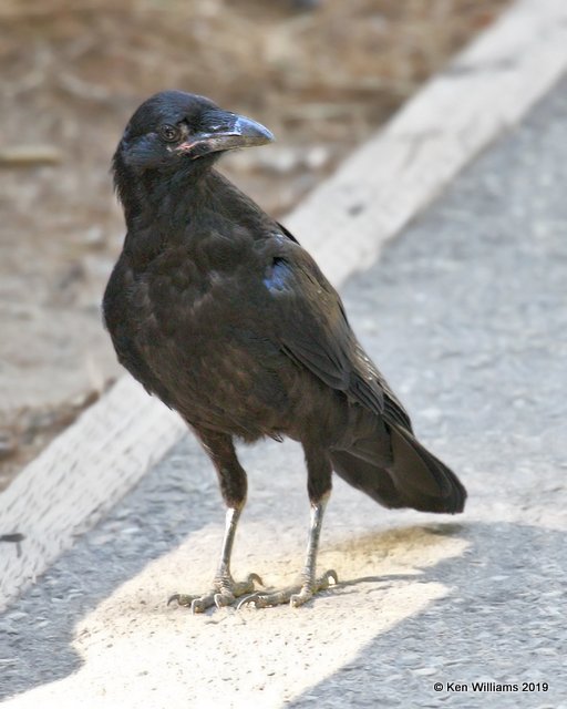 American Crow juvenile, Sequoia NP, CA, 9-25-19, Jpa_03552.jpg