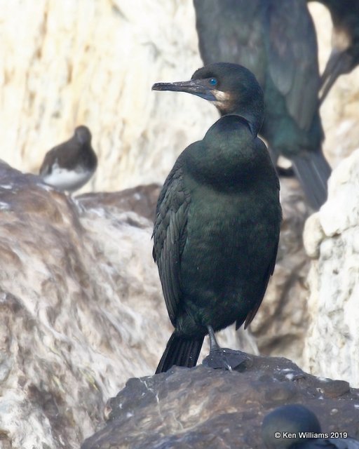 Brandt's Cormorant, Monterey, CA, 9-26-19, Jpa_03670.jpg