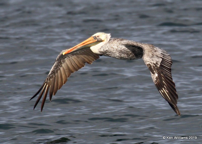 Brown Pelican, Monterey, CA, 9-26-19, Jpa_03688.jpg