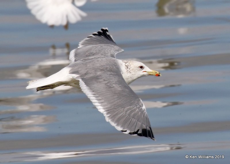 California Gull, Great Salt Lake, UT, 9-30-19, Jpa_06549.jpg