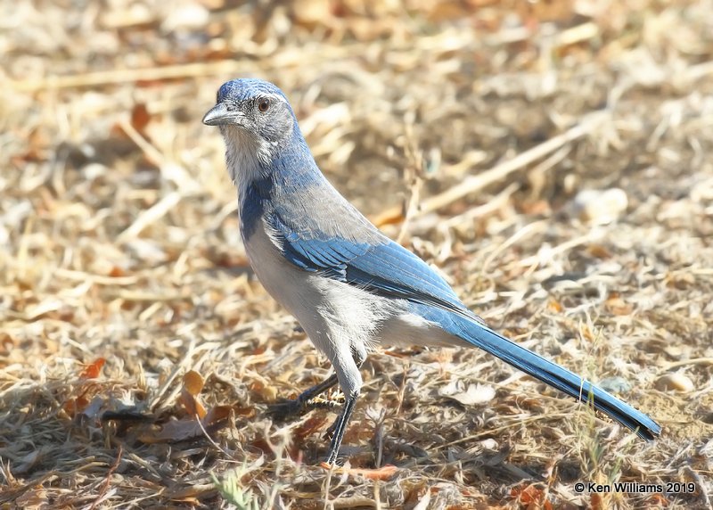 California Scrub-jay, Oakhurst, CA, 9-23-19, Jpa_03063.jpg