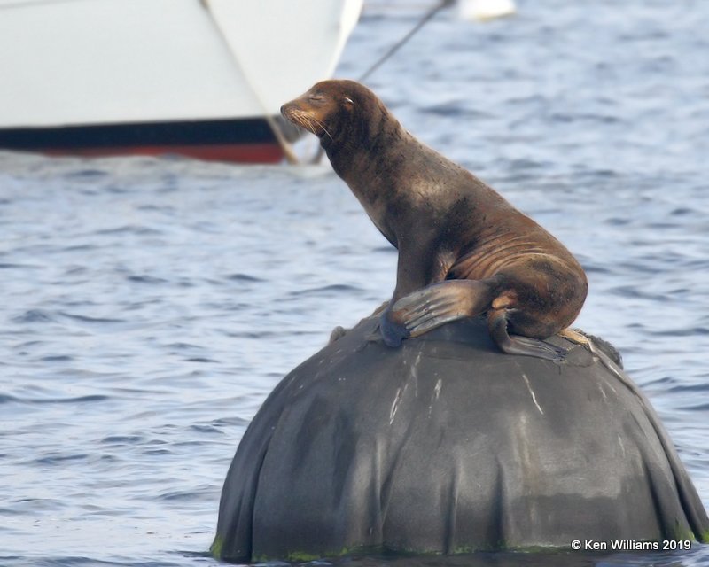 California Sea Lion, Monterey, CA, 9-26-19, Jpa_03663.jpg