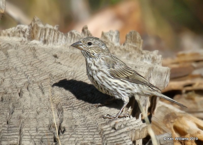 Cassin's Finch female, Sequoia NP, CA, 9-25-19, Jpa_03530.jpg