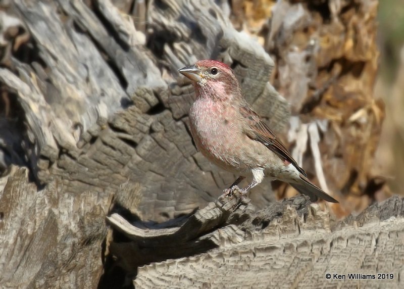 Cassin's Finch male, Sequoia NP, CA, 9-25-19, Jpa_03507.jpg