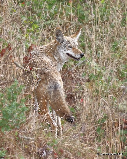 Coyote, Point Reyes, CA, 9-27-19, Jpa_04556.jpg