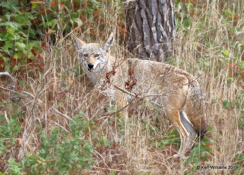 Coyote, Point Reyes, CA, 9-27-19, Jpa_04561.jpg