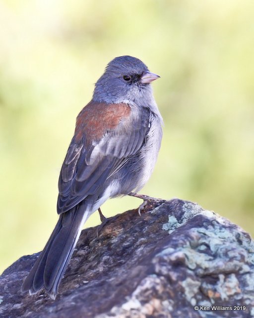 Dark-eyed Junco - Gray -headed subspecies, South of Aspen, CO, 10-1-19, Jpa_41271.jpg