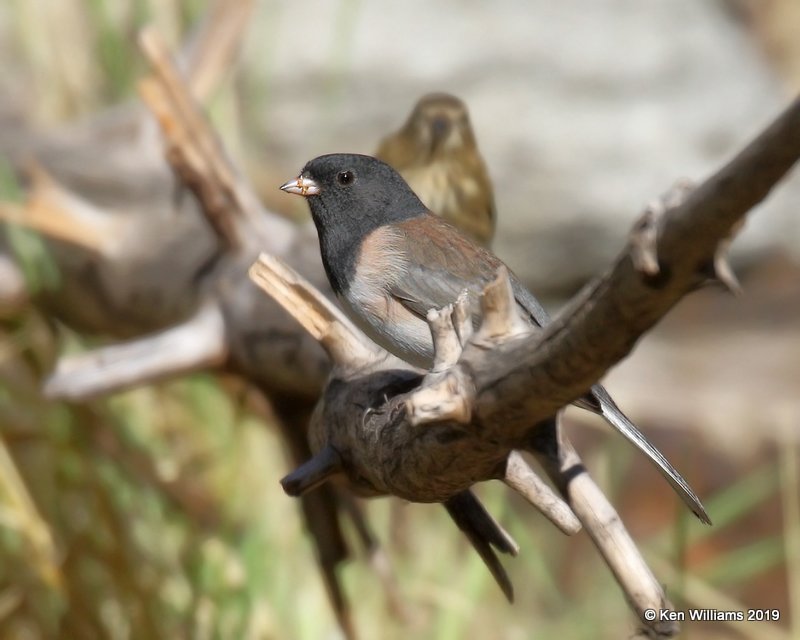 Dark-eyed Junco, Oregon subspecies, Sequoia NP, CA, 9-25-19, Jpa_03487.jpg