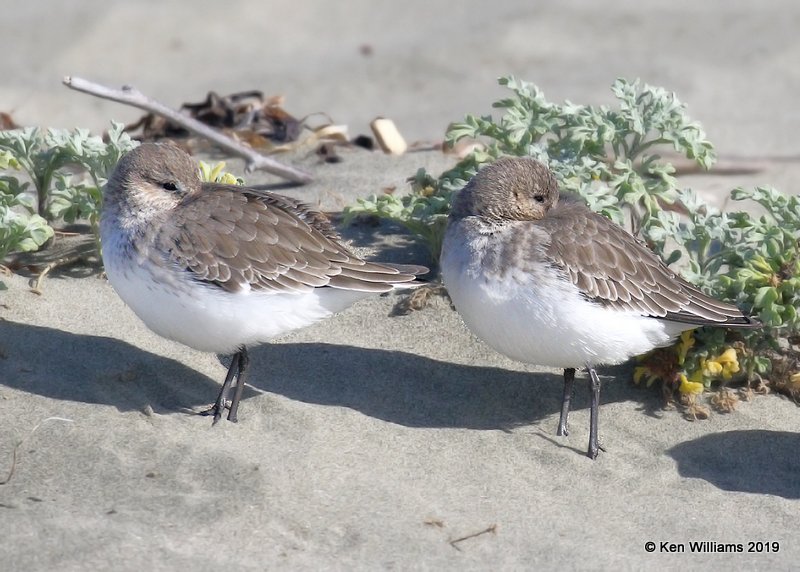 Dunlin nonbreeding plumage, Bodago Bay, CA, 9-28-19, Jpa_05270.jpg