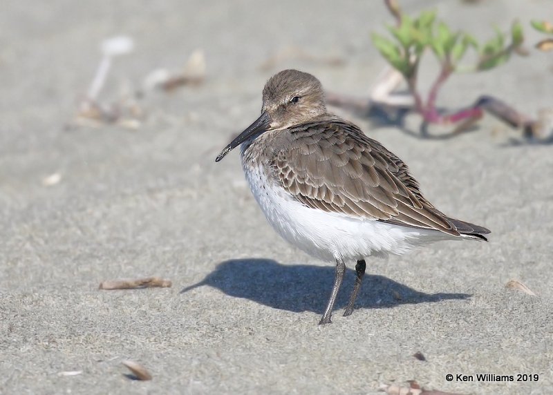 Dunlin nonbreeding plumage, Bodago Bay, CA, 9-28-19, Jpa_05366.jpg