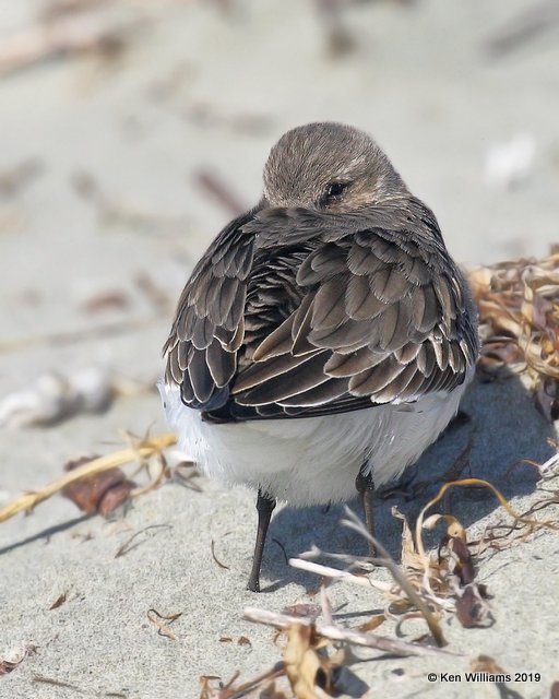 Dunlin nonbreeding plumage, Bodago Bay, CA, 9-28-19, Jpa_05527.jpg