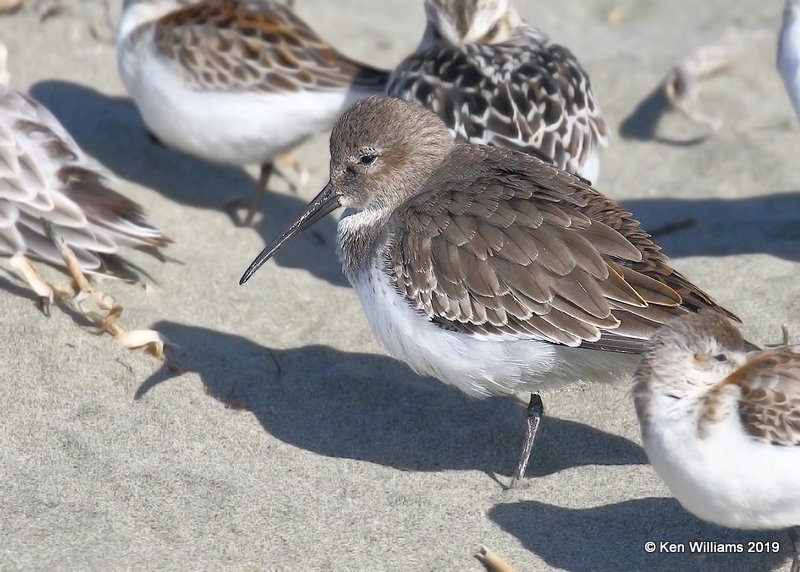 Dunlin non breeding plumage, Bodago Bay, CA, 9-28-19, Jpa_05319.jpg