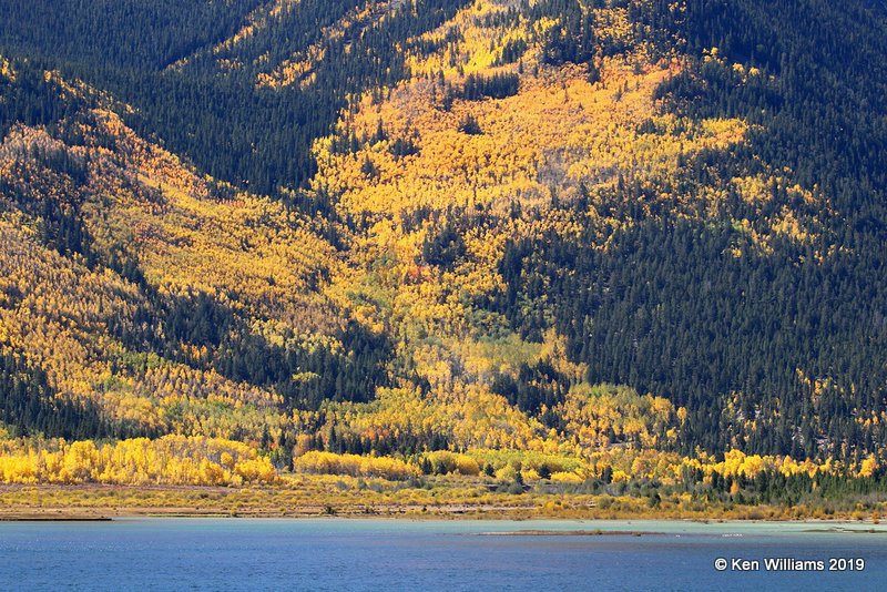 Fall Foliage, South of Aspen, CO, 10-1-19, Jz_41234.jpg