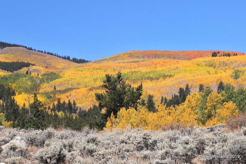 Fall Foliage, South of Aspen, CO, 10-1-19, Jz_41237.jpg