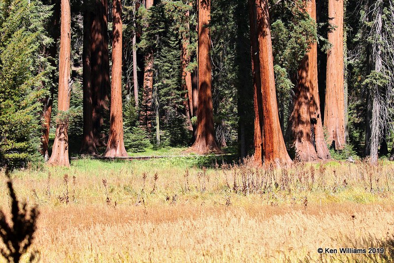 Giant Sequoias, Sequoia NP, CA, 9-25-19, Jz_03618.jpg