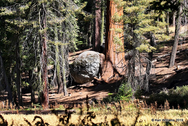 Giant Sequoias eating a rock, Sequoia NP, CA, 9-25-19, Jz_03620.jpg