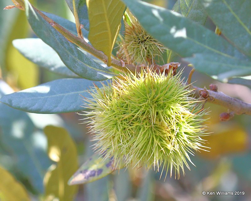 Golden Chinquapin, Sequoia NP, CA, 9-25-19, Jpa_03622.jpg