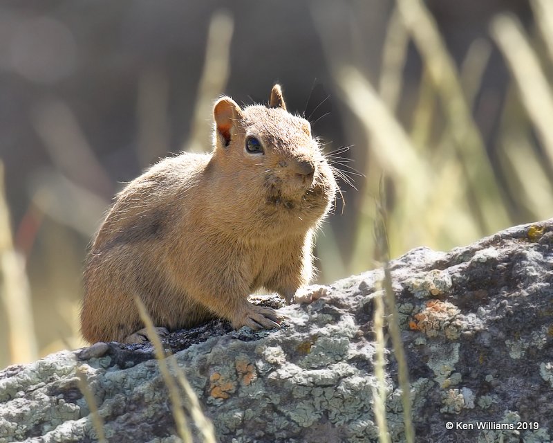 Golden-mantled Ground Squirrel, South of Aspen, CO, 10-1-19, Jpa_41312.jpg