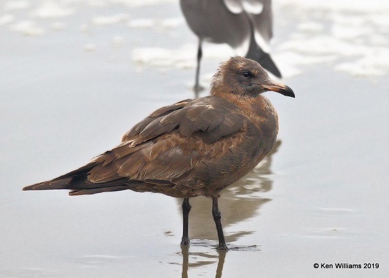 Heerman's Gull 1st cycle, Point Reyes, CA, 9-27-19, Jpa_04915.jpg