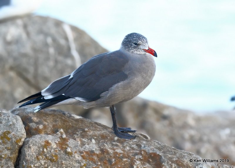 Heerman's Gull nonbreeding, Monterey, CA, 9-26-19, Jpa_04277.jpg