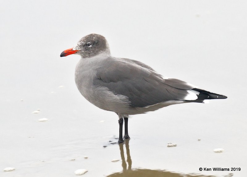 Heerman's Gull nonbreeding, Point Reyes, CA, 9-27-19, Jpa_04810.jpg