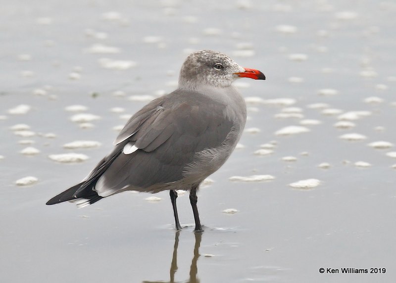 Heerman's Gull nonbreeding, Point Reyes, CA, 9-27-19, Jpa_04916.jpg