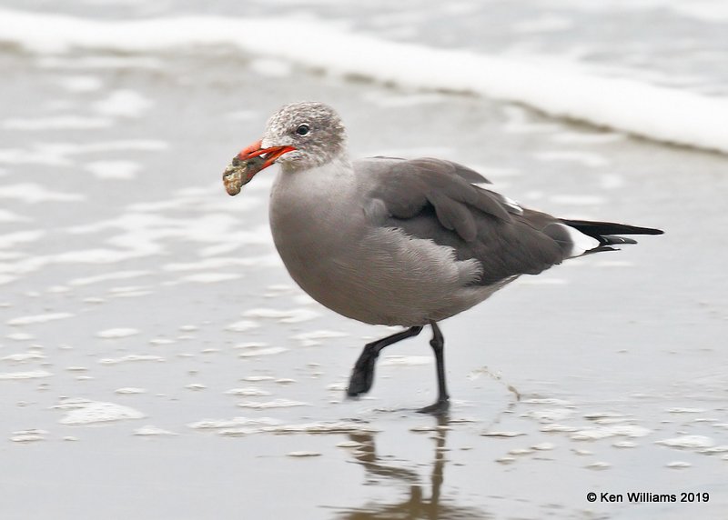 Heerman's Gull nonbreeding, Point Reyes, CA, 9-27-19, Jpa_04925.jpg