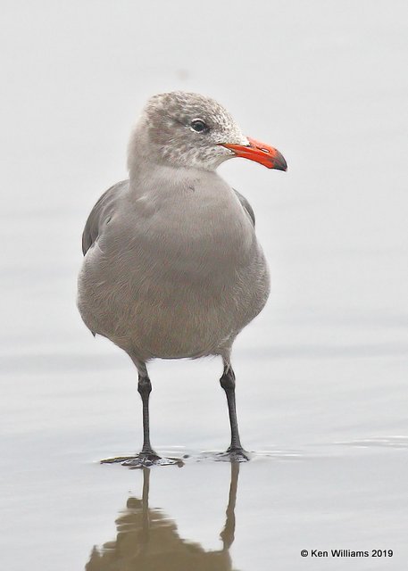 Heerman's Gull nonbreeding, Point Reyes, CA, 9-27-19, Jpa_04938.jpg