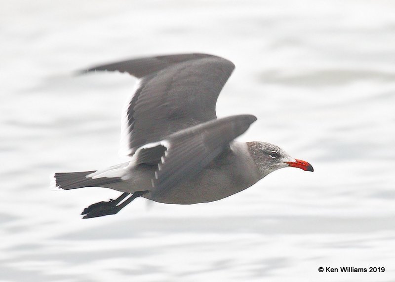 Heerman's Gull nonbreeding, Point Reyes, CA, 9-27-19, Jpa_04944.jpg