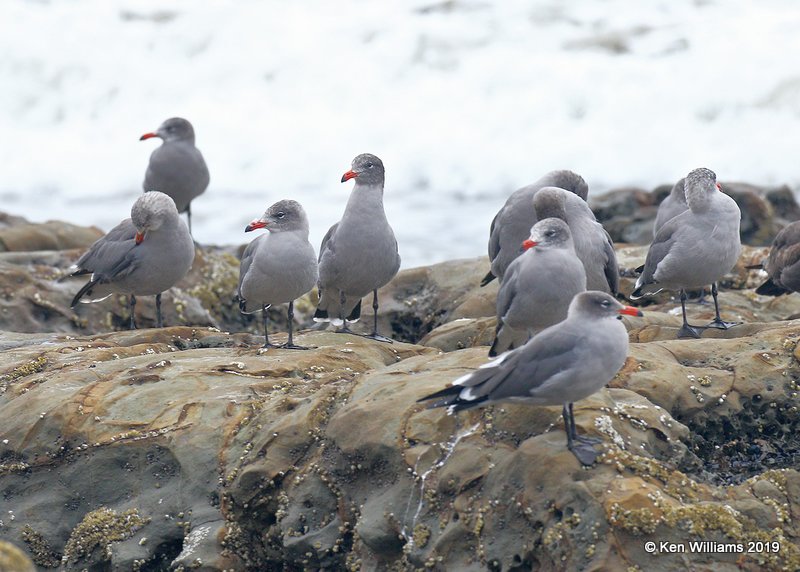 Heerman's Gulls nonbreeding, Point Reyes, CA, 9-27-19, Jpa_04960.jpg