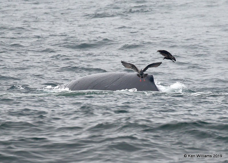 Humpback Whale, Monterey, CA, 9-26-19, Jpa_03752.jpg