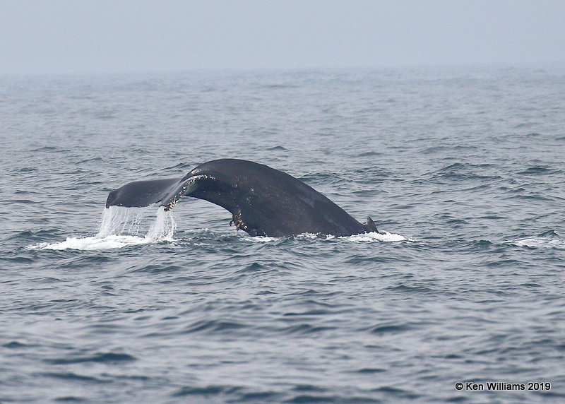 Humpback Whale, Monterey, CA, 9-26-19, Jpa_03779.jpg