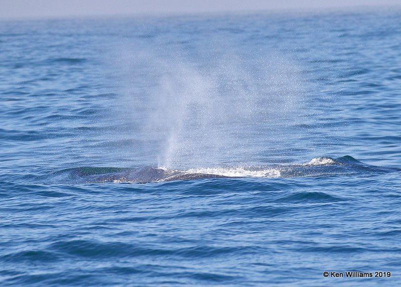 Humpback Whale, Monterey, CA, 9-26-19, Jpa_03821.jpg
