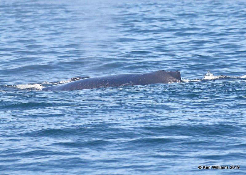 Humpback Whale, Monterey, CA, 9-26-19, Jpa_03823.jpg