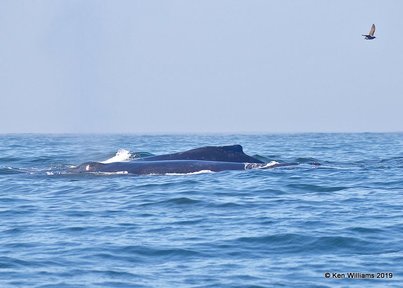 Humpback Whale, Monterey, CA, 9-26-19, Jpa_03833.jpg