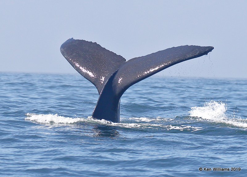 Humpback Whale, Monterey, CA, 9-26-19, Jpa_03856.jpg