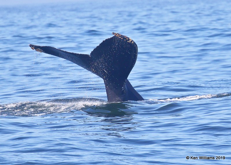 Humpback Whale, Monterey, CA, 9-26-19, Jpa_03875.jpg