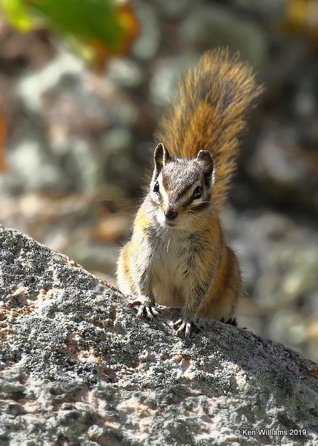 Least Chipmunk, South of Aspen, CO, 10-1-19, Jpa_41359.jpg