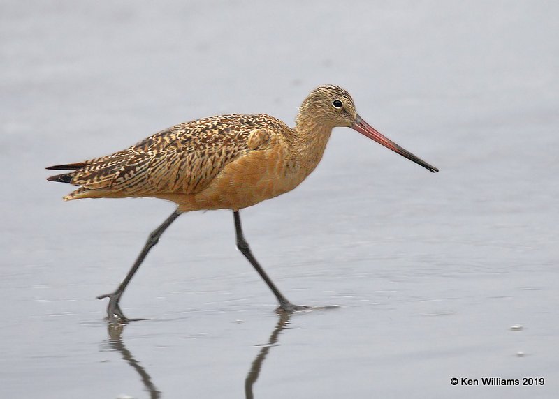 Marbled Godwit nonbreeding plumage, Point Reyes, CA, 9-27-19, Jpa_04883.jpg