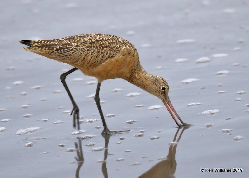 Marbled Godwit nonbreeding plumage, Point Reyes, CA, 9-27-19, Jpa_04888.jpg