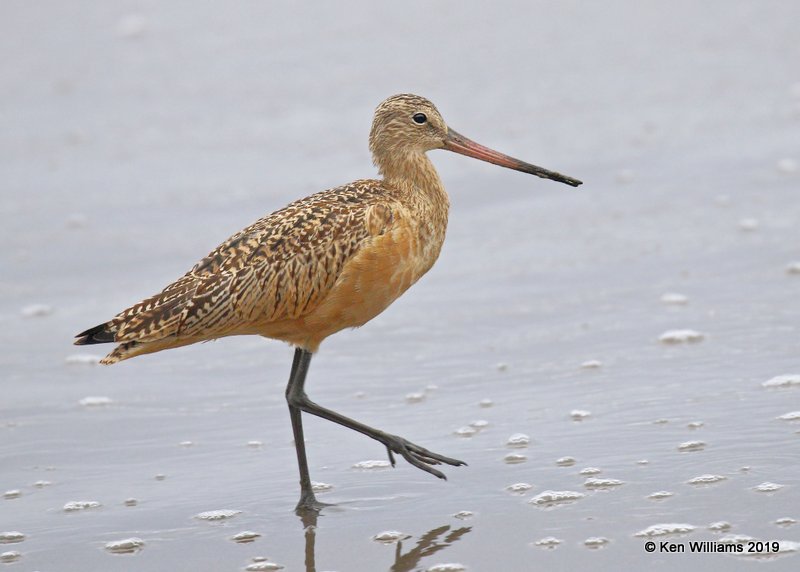 Marbled Godwit nonbreeding plumage, Point Reyes, CA, 9-27-19, Jpa_04893.jpg