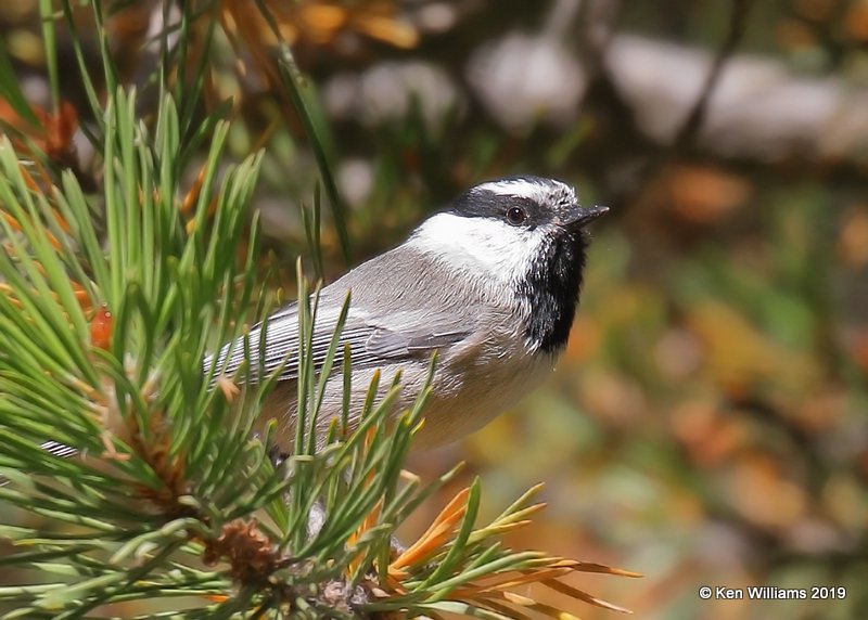 Mountain Chickadee, Sequoia NP, CA, 9-24-19, Jpa_03375.jpg